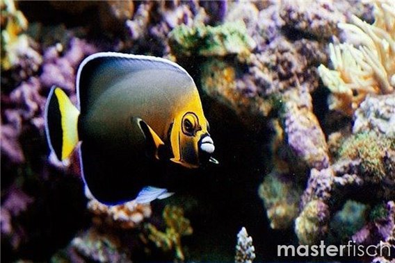 Conspicuous Angelfish (bred)