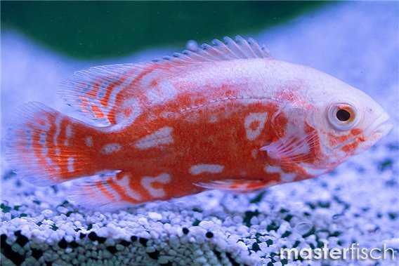 Red Tiger Oscar Nemo