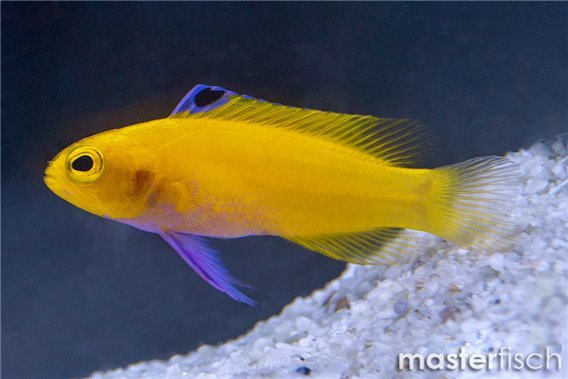 Golden Fairy Basslet