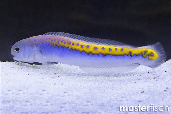 Oren’s Tilefish