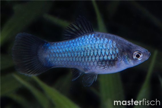 Blue wagtail Platy
