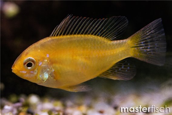 Super Gold Rams