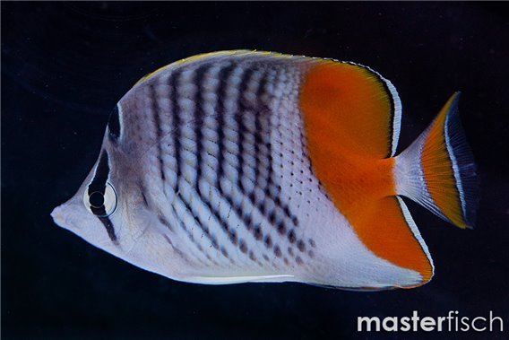 Madagascar Butterflyfish