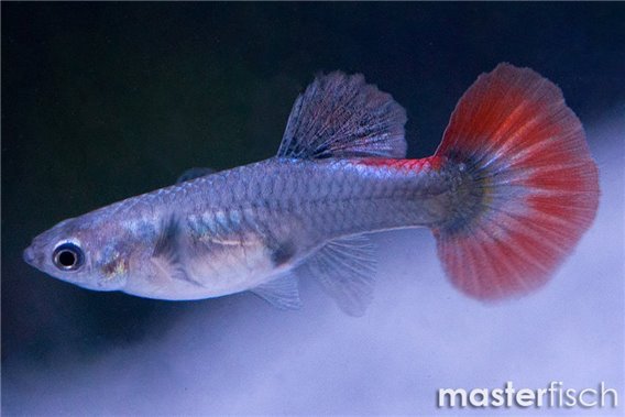 Cobra Guppy elephant ear red premium