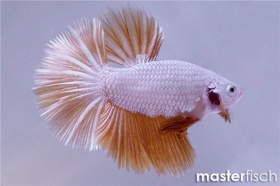 Figthing Fish Halfmoon Yellow Dragon (male)
