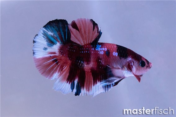 Fighting fish HMPK Koi fancy