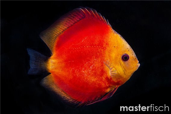 Discus golden 14 cm