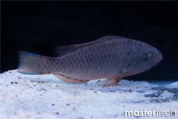 Scarus spp 12-15 cm