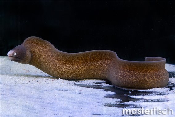 Greyface Moray