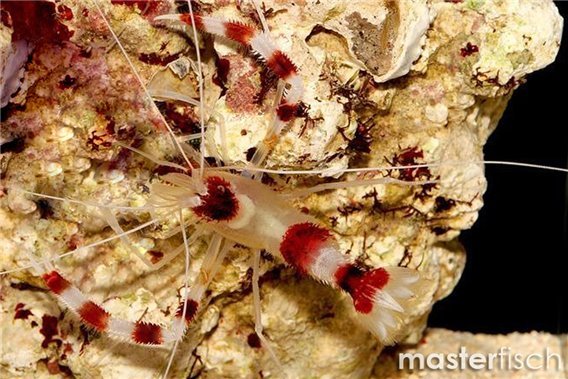 Banded boxer shrimp