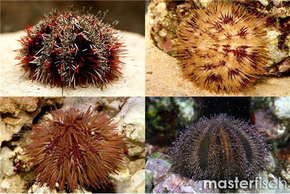 Assorted Sea Urchin