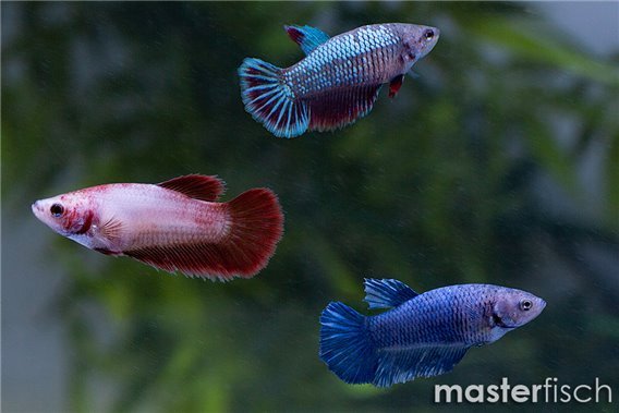 Fighting Fish Halfmoon Female (Varied)