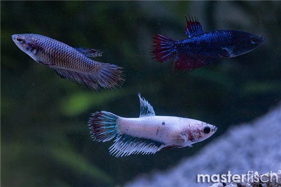 Crown Tail Fighting Fish Female (Varied)