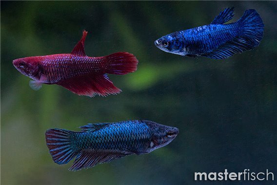 Fighting Fish Female (Varied)