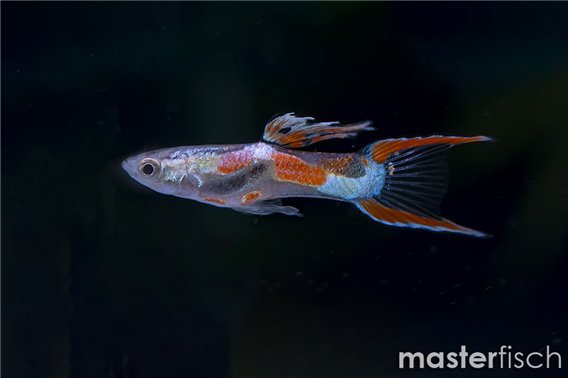 Endler's Guppy Lyre