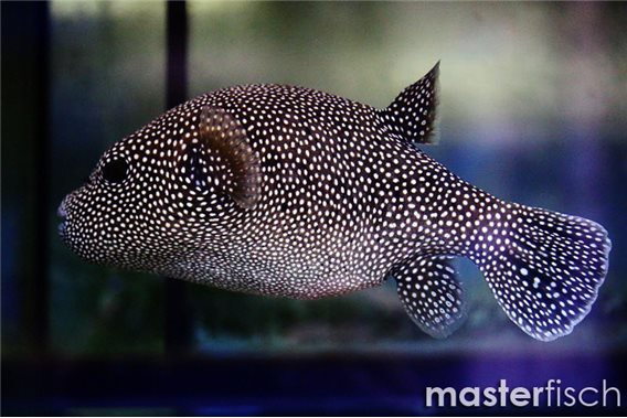 Guineafowl puffer