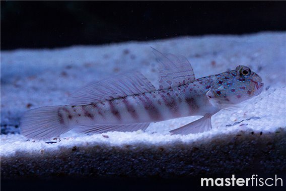 Pink and Blue Spotted Goby