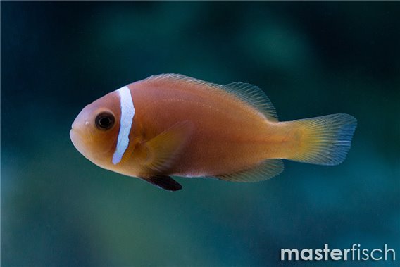 Maldive Anemonefish (bred)
