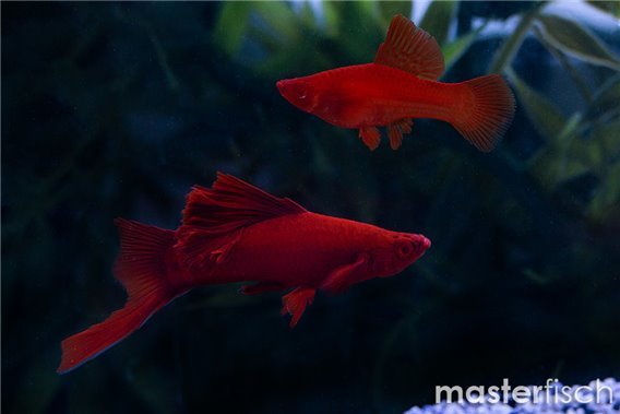 Albino Red Cauliflower Swordtail