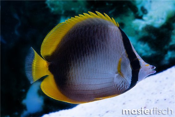 Somali Butterflyfish