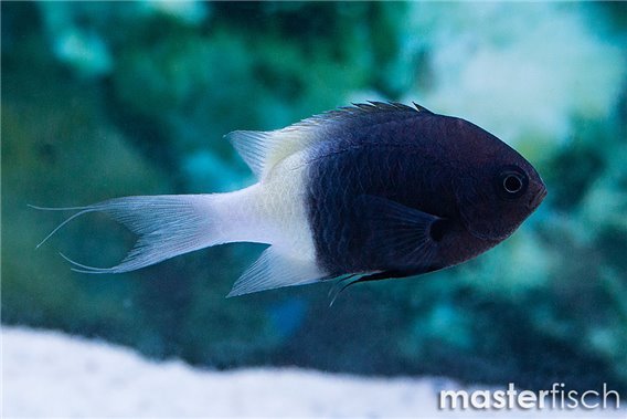 Two-tone Chromis
