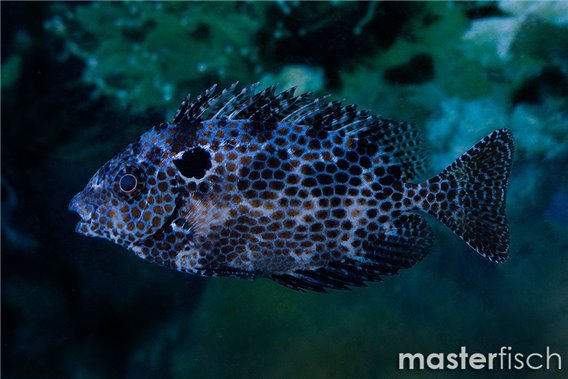 Goldspotted Spinefoot