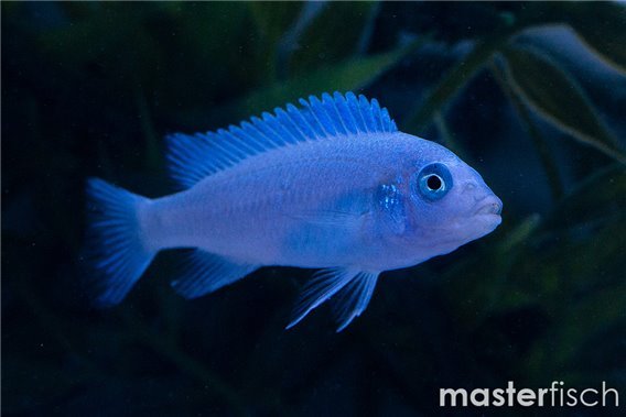 Neon Blue Zebra Mbuna Cichlid