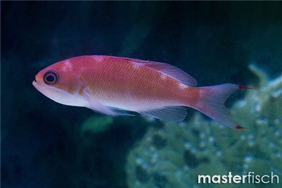 Stocky Anthias