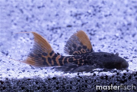 Pseudacanthicus sp. L273 Titanic