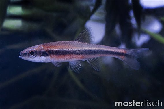 Yellowfin shiner