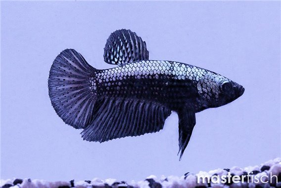 Figthing Fish Halfmoon Plakat Black Samourai