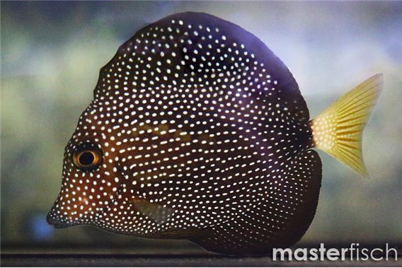Gem Surgeonfish