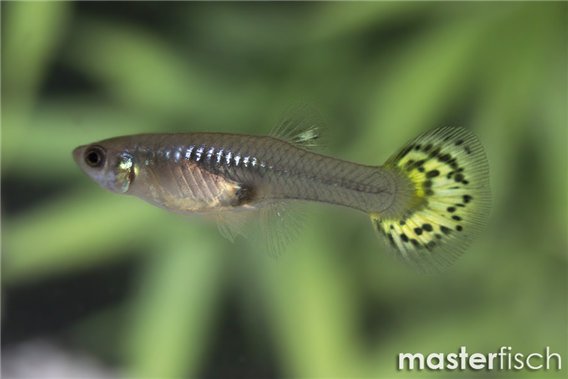 Multicolour cobra Guppy