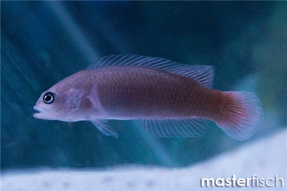 Pseudochromis sp 4-6 cm
