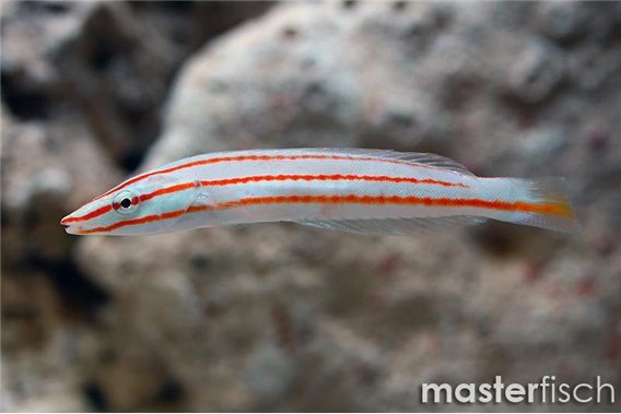 Redback longface wrasse