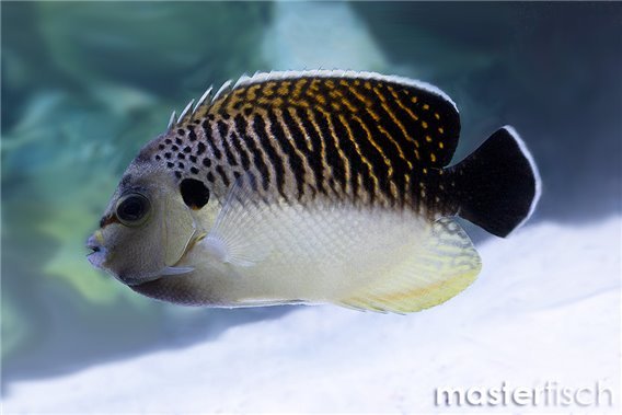 Tiger Angelfish