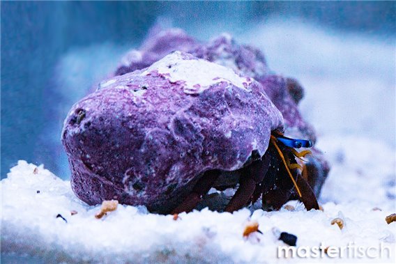 Hawaiian Hermit Crab
