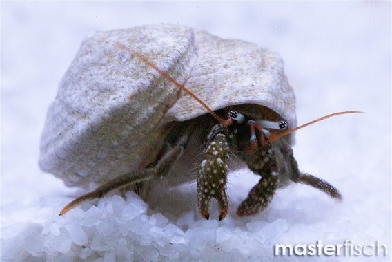 Mexican Red Leg Hermit Crab