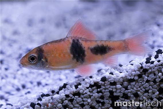 Glowing coal barb