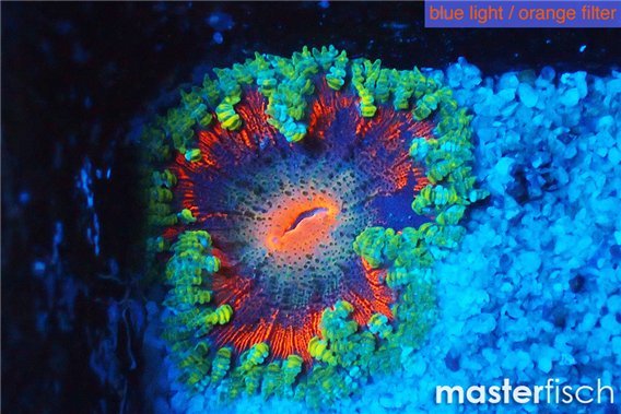 Premium Rock Flower Anemone