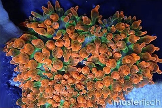 Bubble anemone Sunburst red and green (bred)
