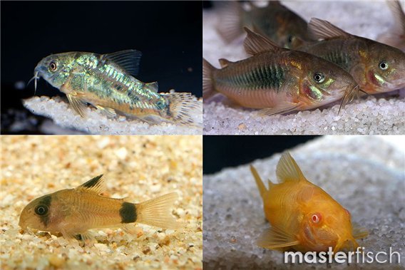 Corydoras varied