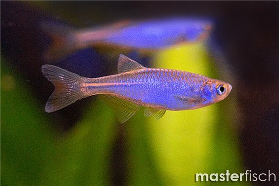 Pearl danio