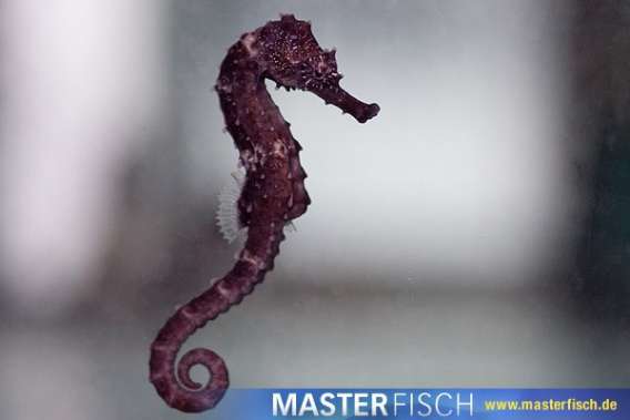 Black Tiger tail seahorse (bred)
