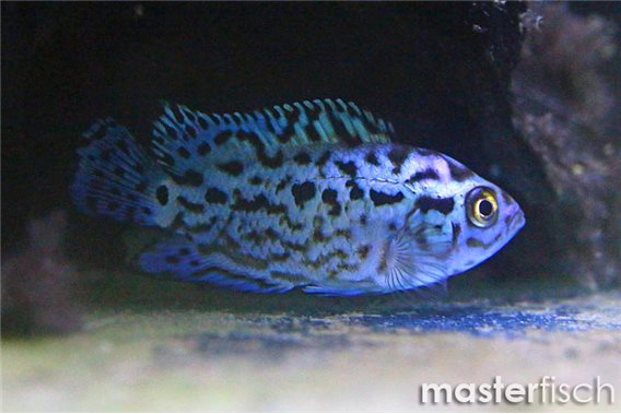 Blue Jack Dempsey