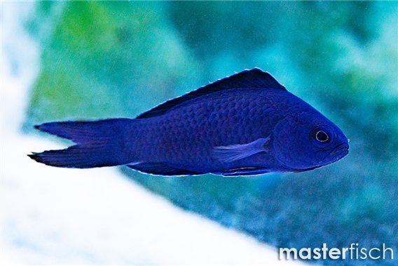 Blue Devil