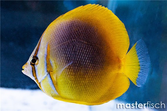 Golden Butterflyfish