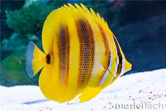 Rainford's Butterflyfish