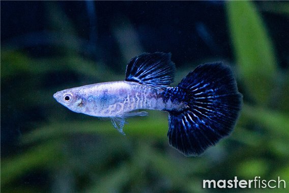 Navy Blue Cobra Guppy