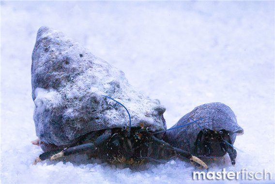 Coastal Hermit Crab